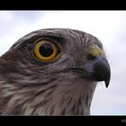 Accipiter nisus