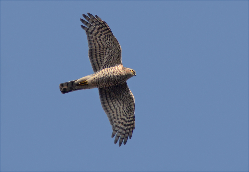 Accipiter nisus