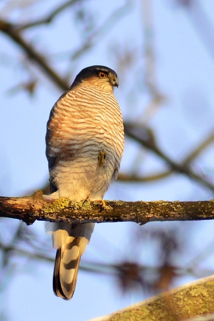 accipiter nisus