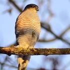 accipiter nisus