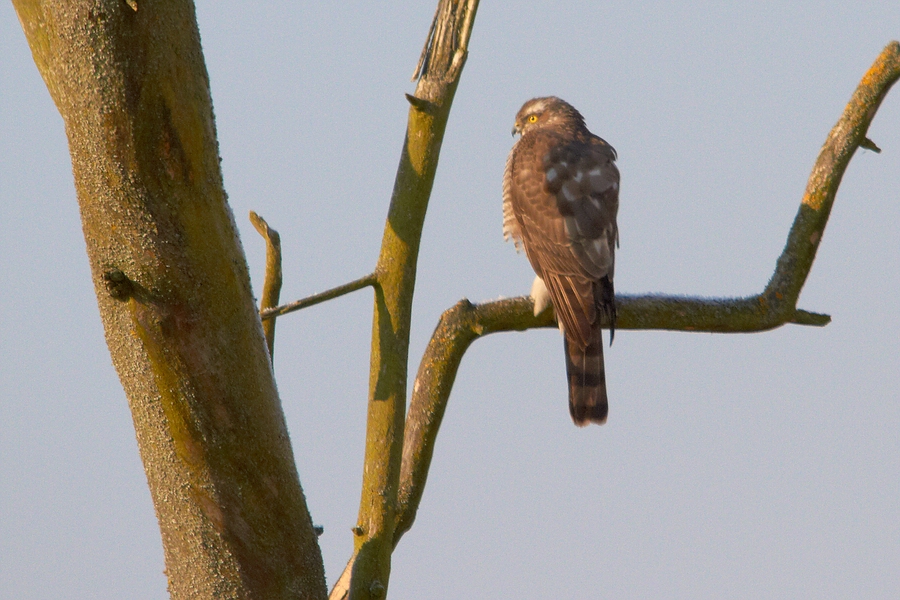 Accipiter nisus