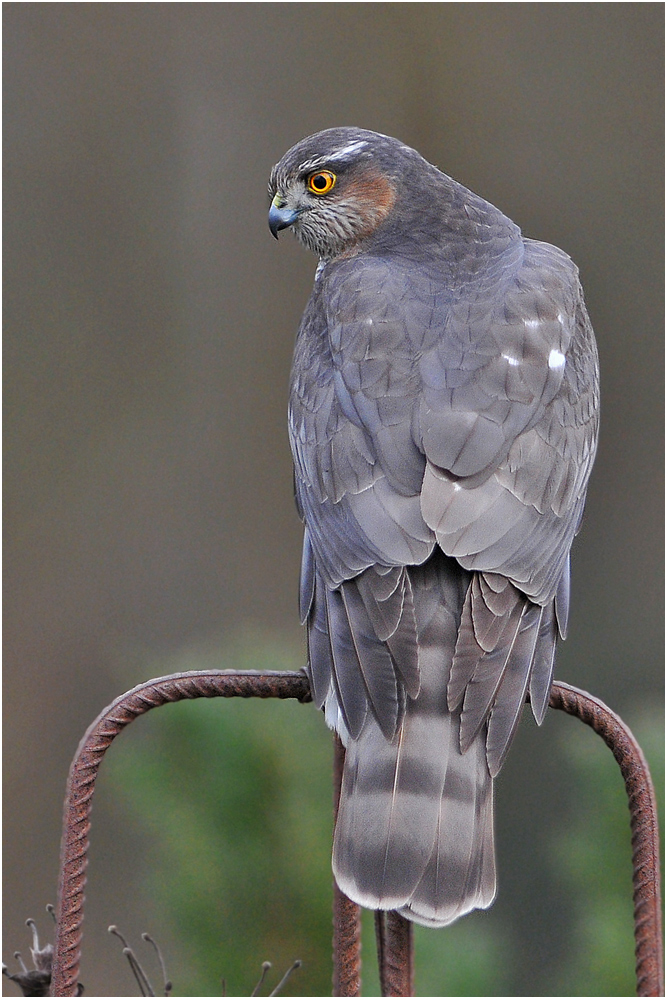 Accipiter nisus - Sperber