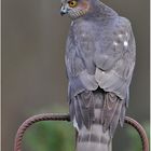 Accipiter nisus - Sperber