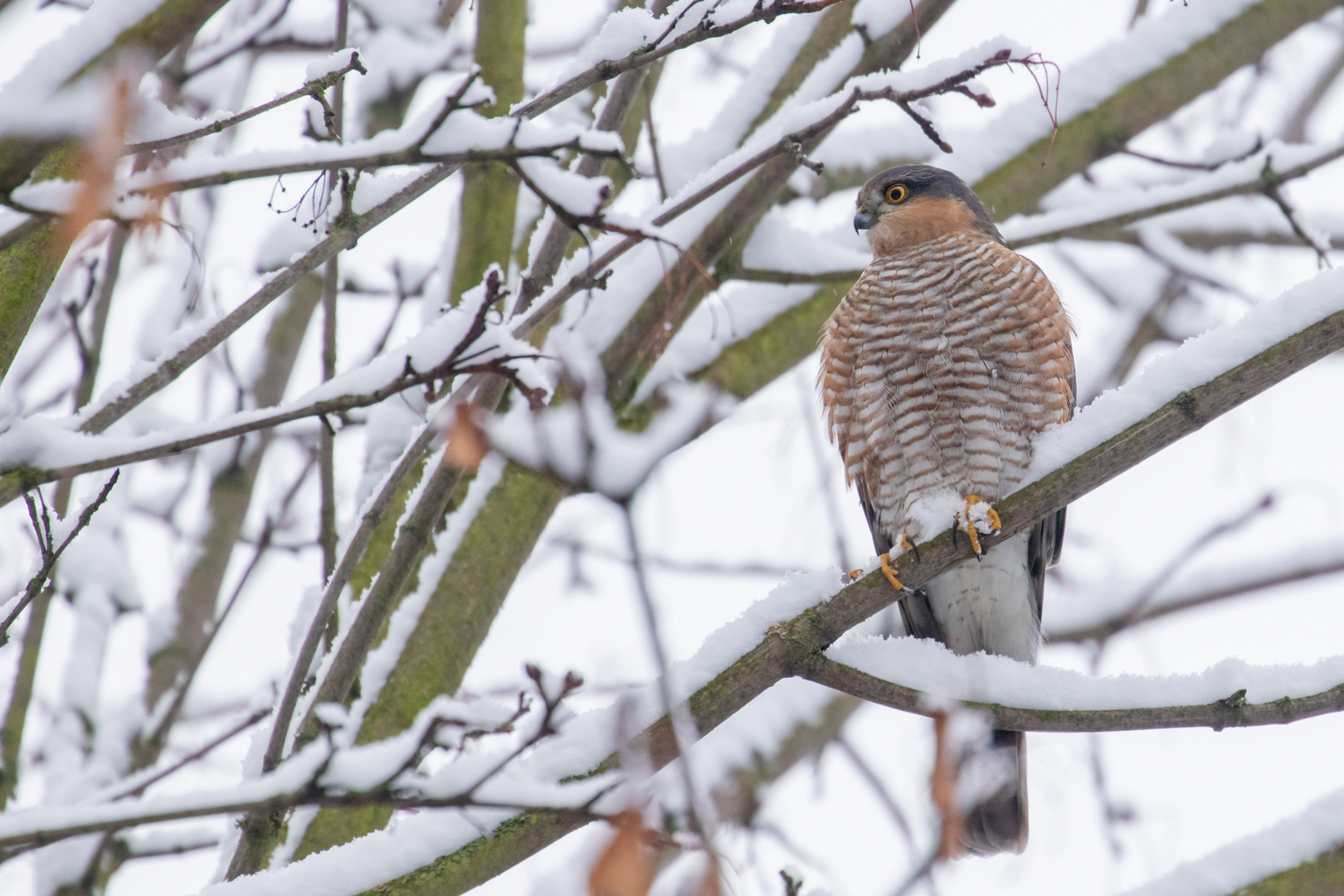 Accipiter nisus - Sperber im  Schnee