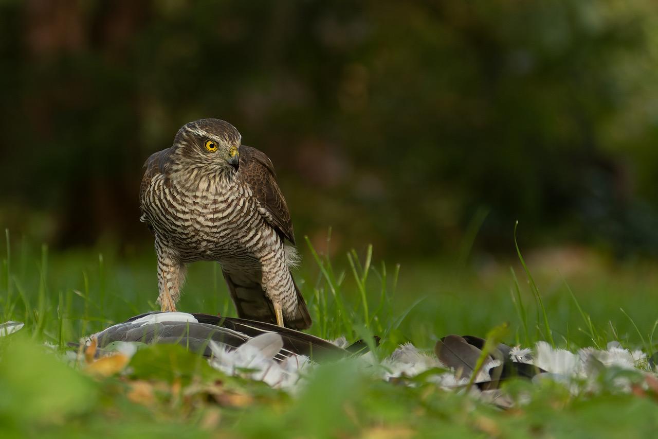 Accipiter nisus - Sperber - w- mit Beute