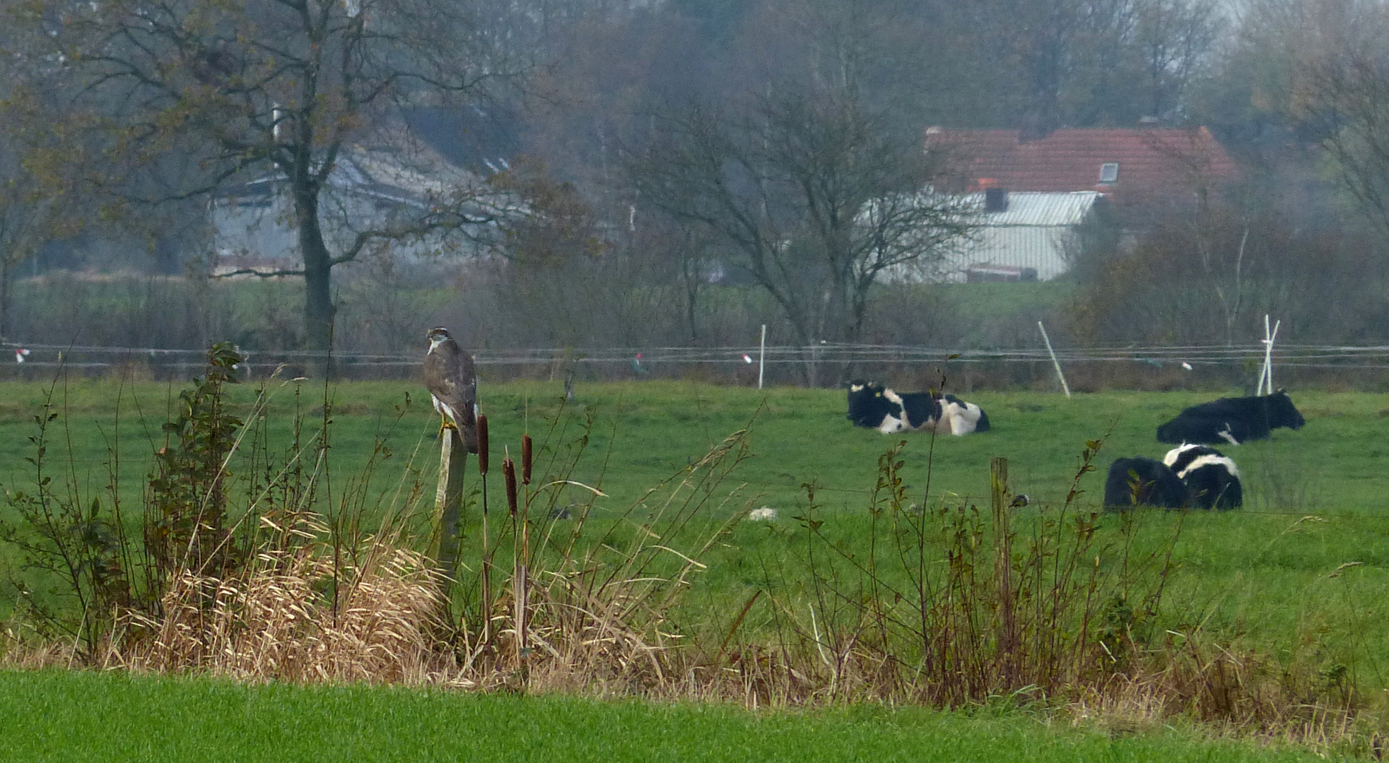 Accipiter rusticale