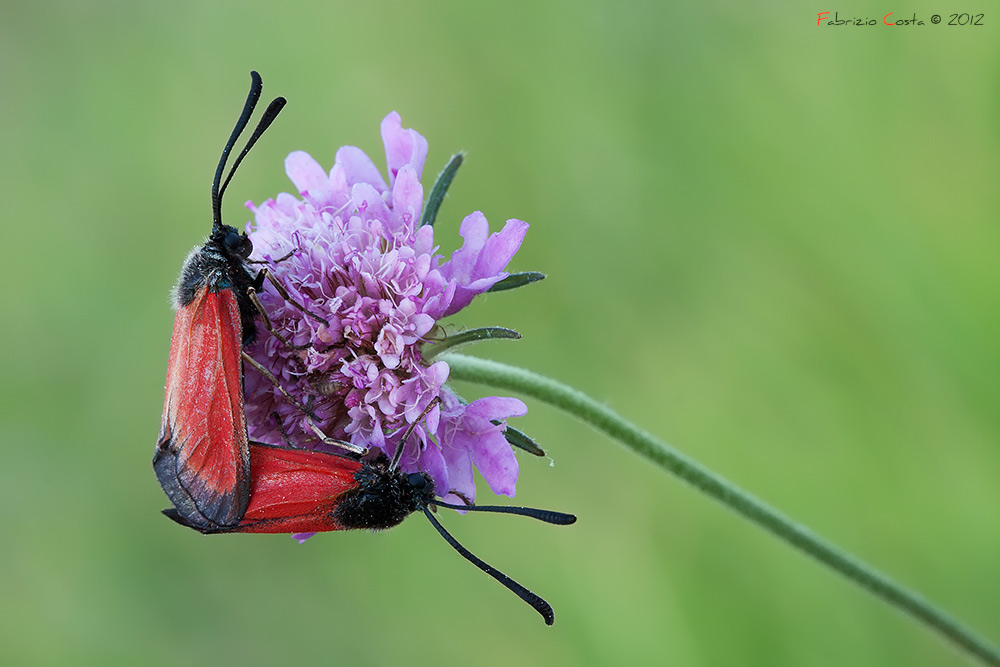 Accoppiamento di Zygaena purpuralis