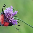 Accoppiamento di Zygaena purpuralis