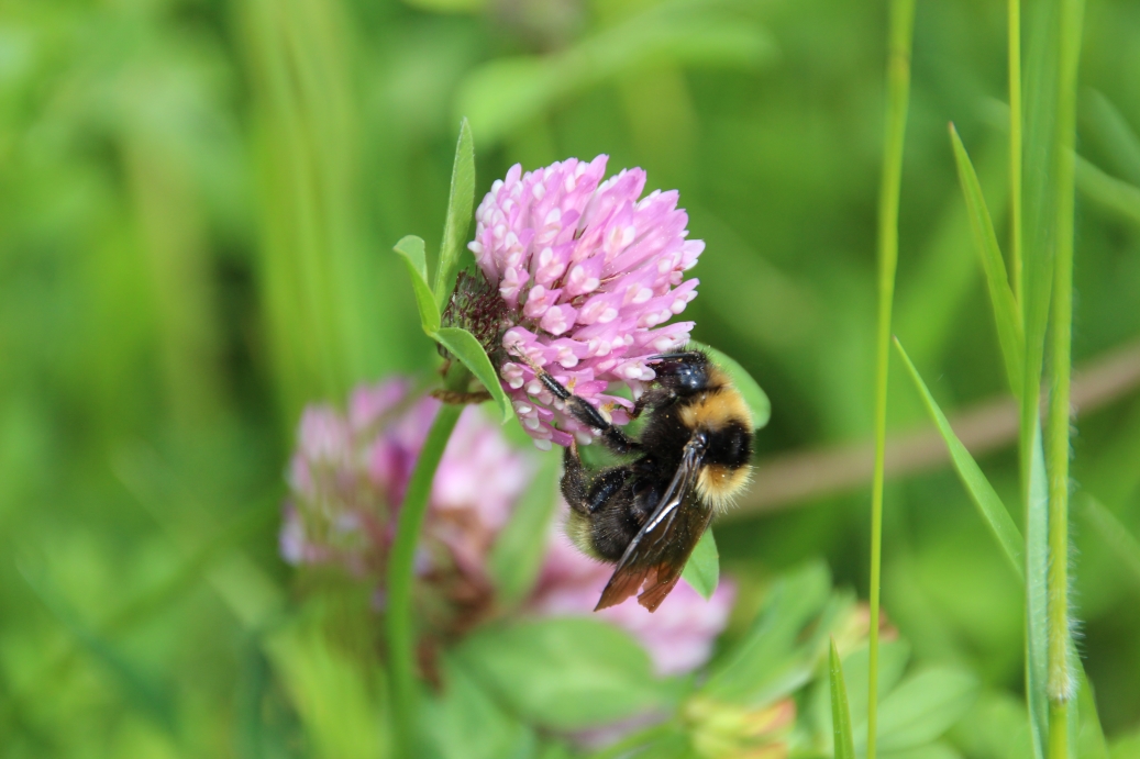 "According to classical aerodynamics it is impossible for a bumblebee to fly."