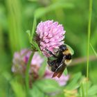 "According to classical aerodynamics it is impossible for a bumblebee to fly."