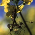 Accouplement à trois !