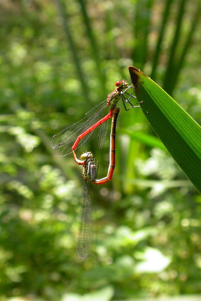 Accouplement au bord du ruisseau