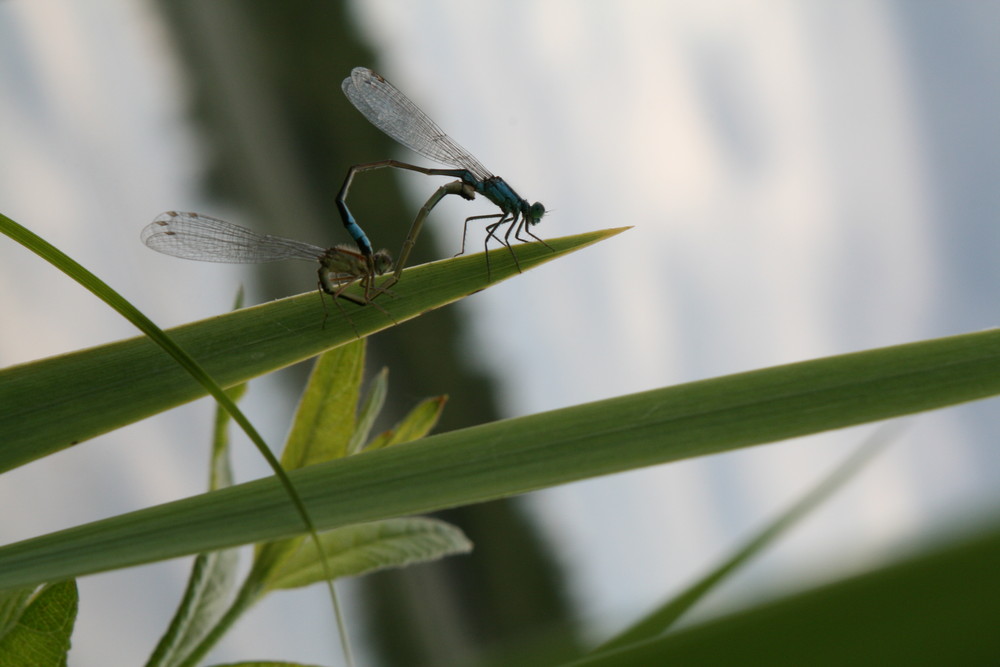 accouplement au sommet d'agrion