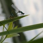 accouplement au sommet d'agrion