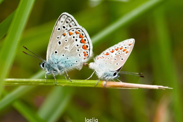 accouplement azuree bon weekend