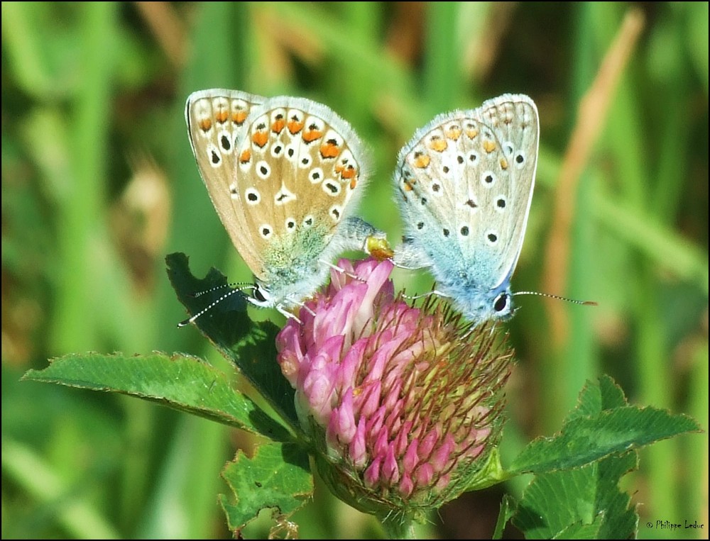 Accouplement d ' Azuré