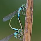 Accouplement d' Ischnura elegans (L'Agrion élégant)