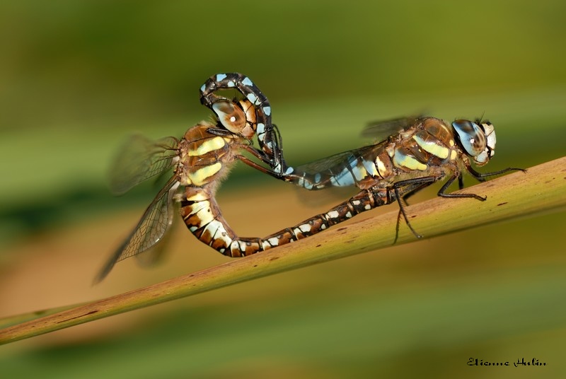 Accouplement d'aeschnes