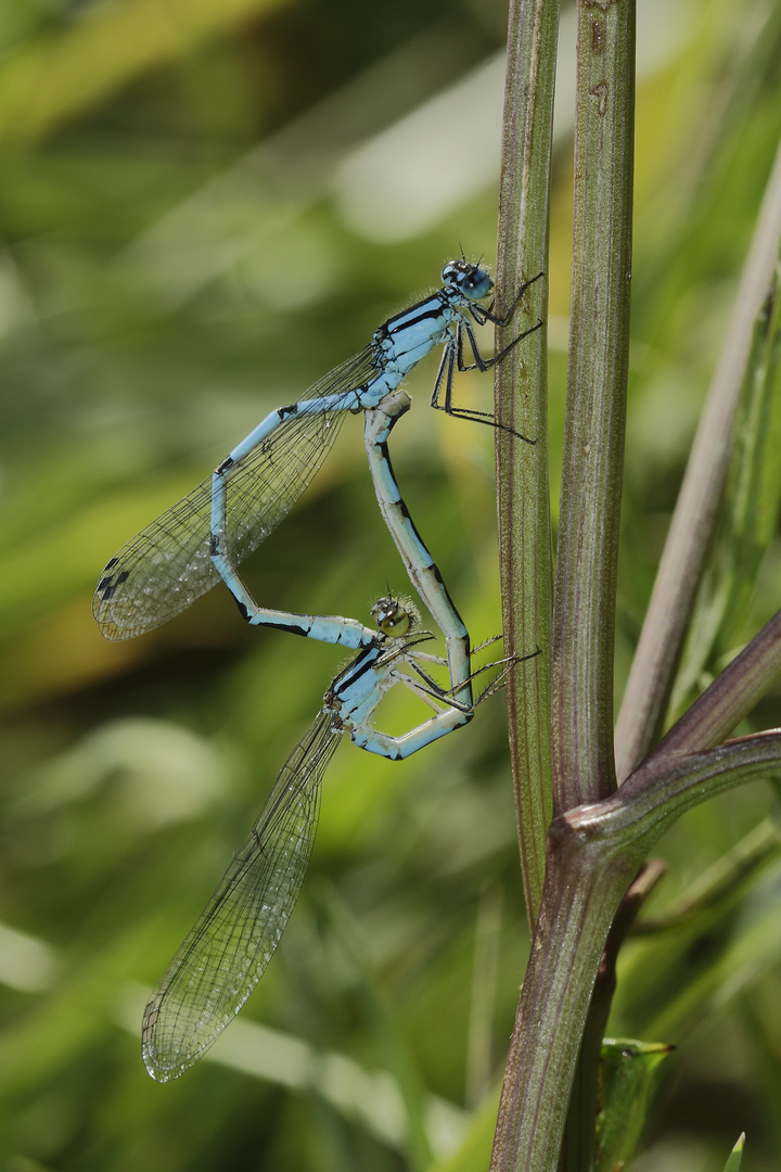 accouplement d'agrions