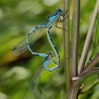 accouplement d'agrions