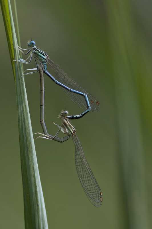 accouplement d'agrions