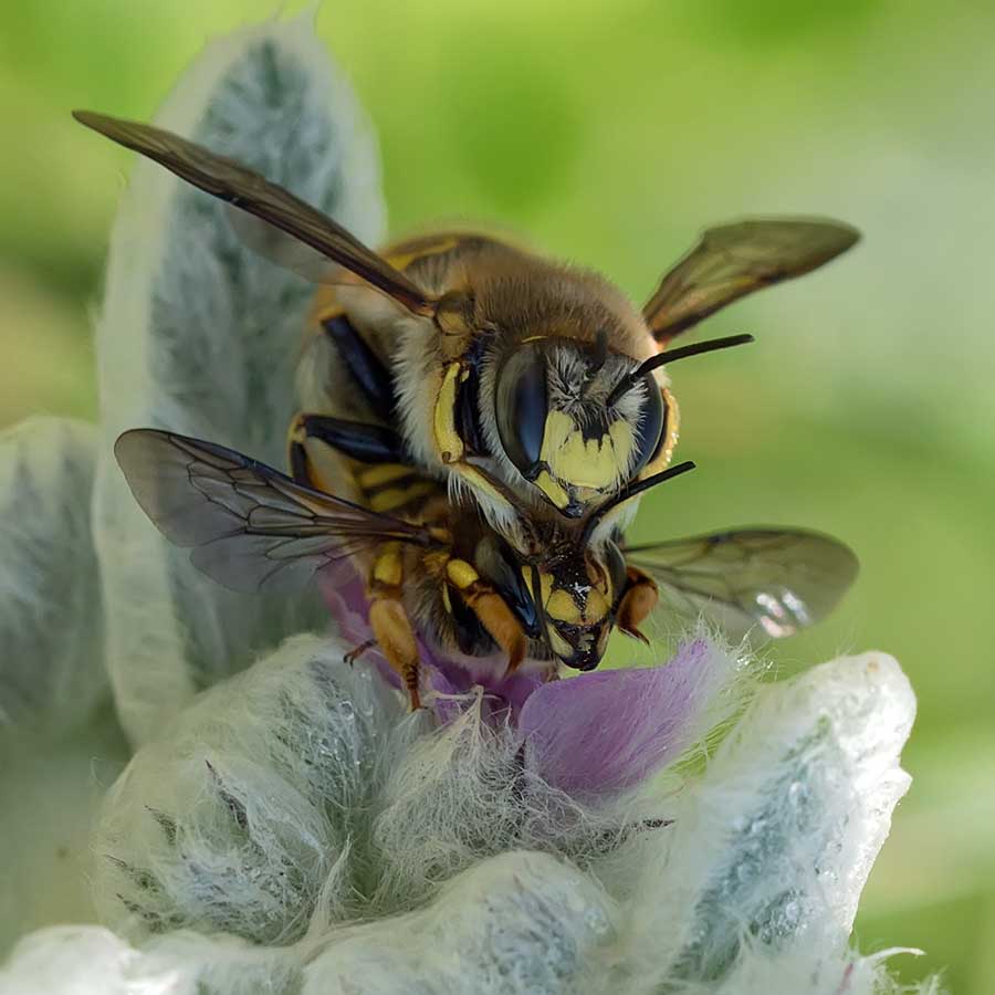 Accouplement d'Anthidium manicatum