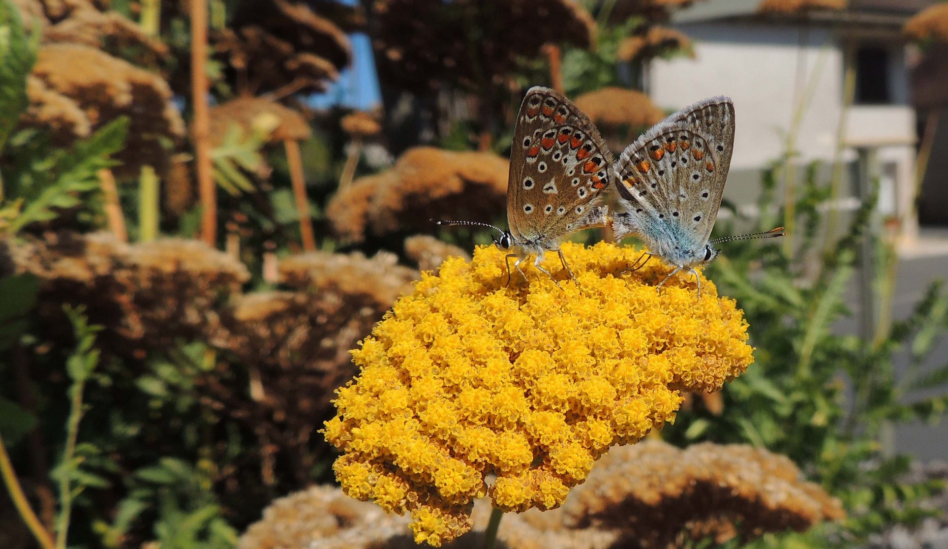 Accouplement d'argus bleus célestes (Lysandra bellargus)