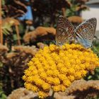 Accouplement d'argus bleus célestes (Lysandra bellargus)