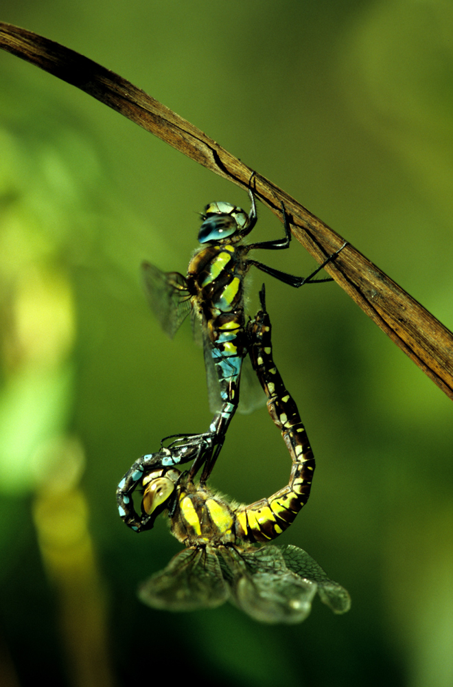 Accouplement de Aeshna de oxie 