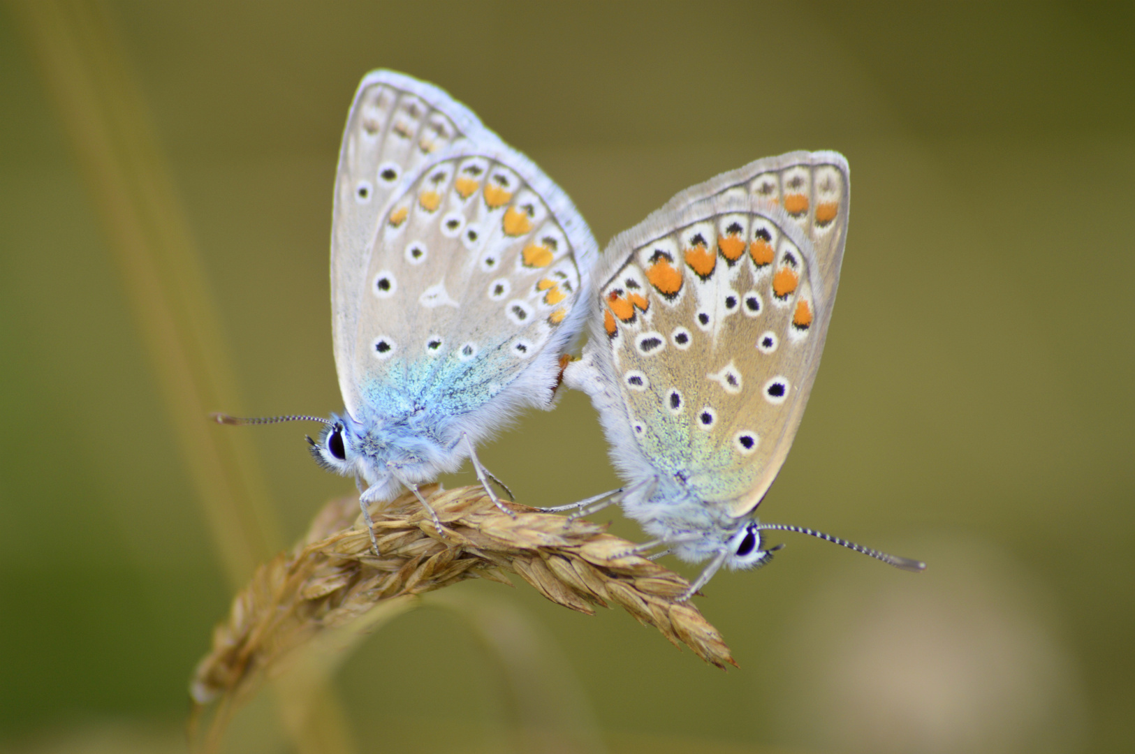 accouplement de bleu nacré