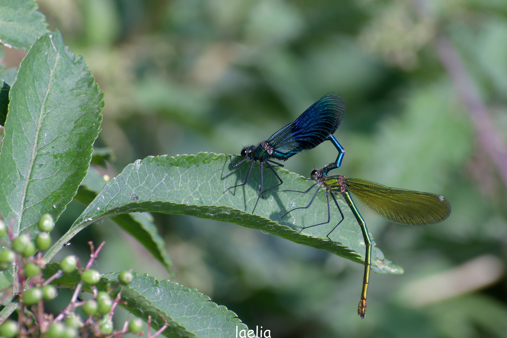 accouplement de calolptreyx splendens