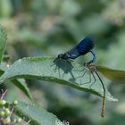 accouplement de calolptreyx splendens