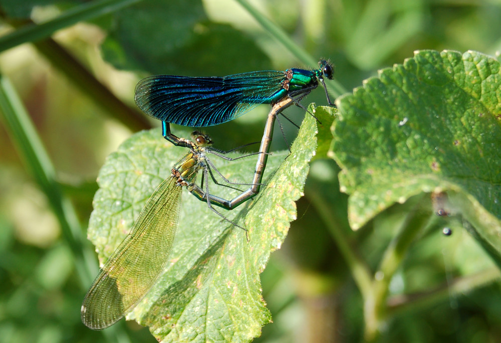 accouplement de calopteryx splendens