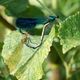 accouplement de calopteryx splendens