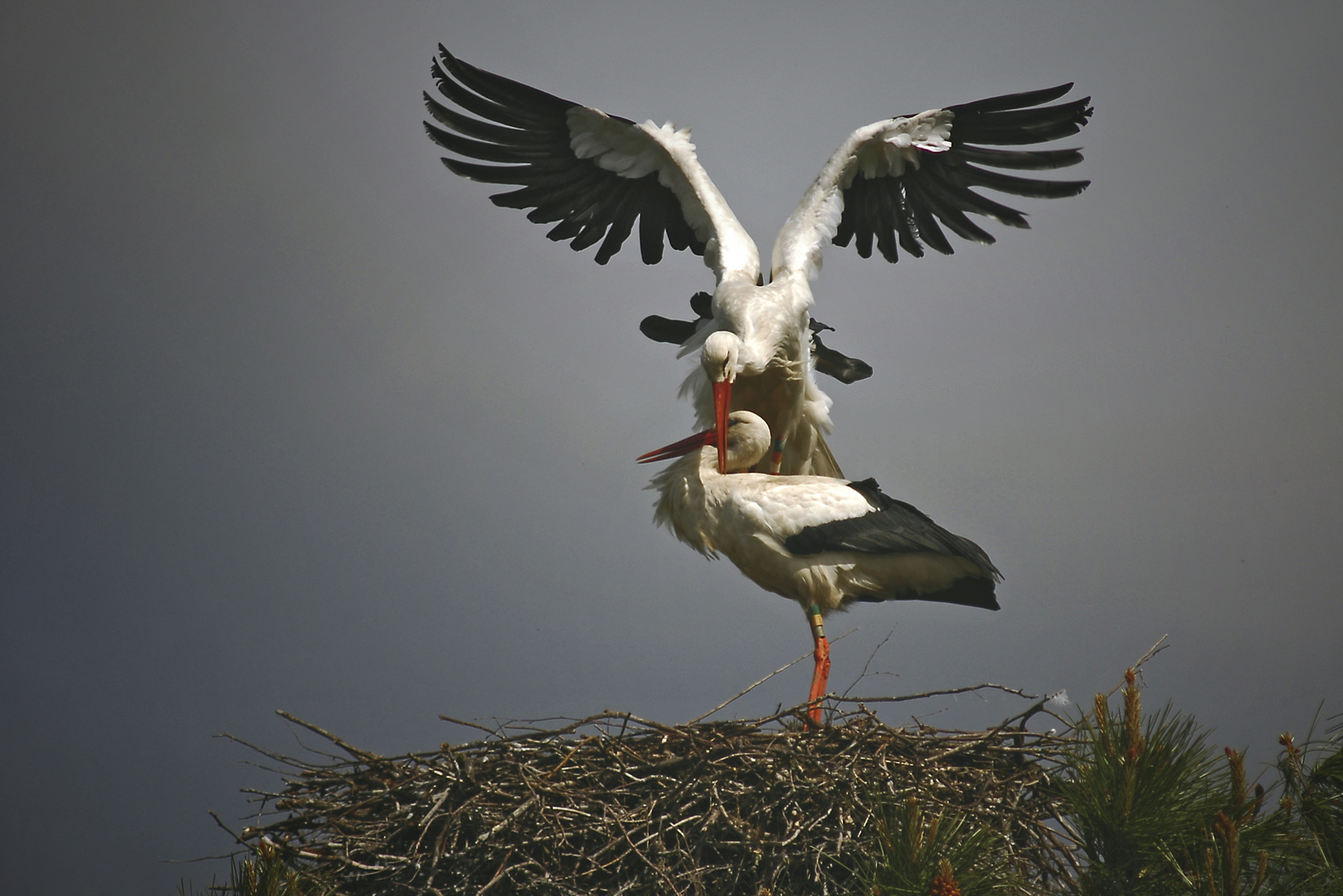 accouplement de cigognes