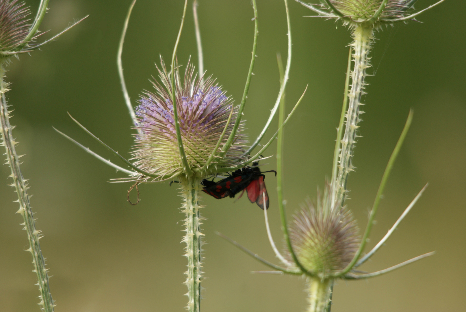 Accouplement de Colèoptères