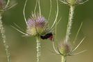 Accouplement de Colèoptères de Béné08 