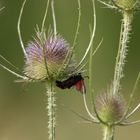 Accouplement de Colèoptères