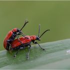 Accouplement de Criocéres du lis