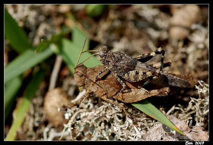 Accouplement de criquets.