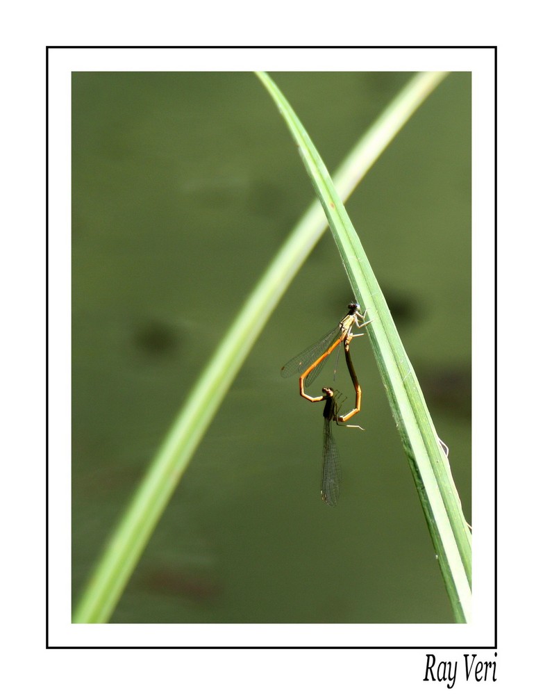 accouplement de demoiselles