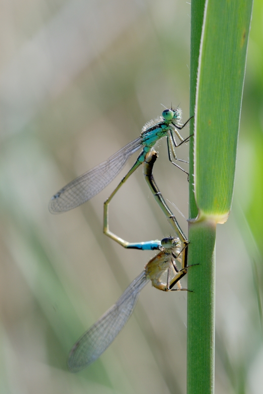 Accouplement de demoiselles de Ludovic 