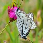 accouplement de deux papillons