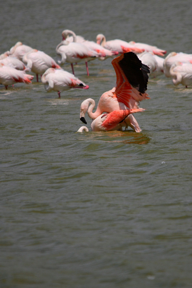 accouplement de flamants rose