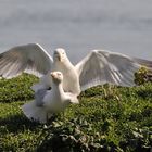 accouplement de goélands