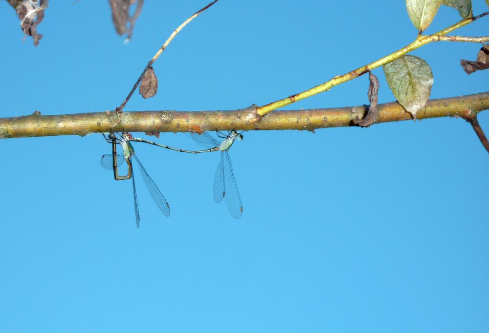 ACCOUPLEMENT DE LIBELLULES