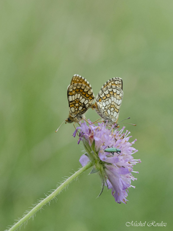 accouplement de mélitées