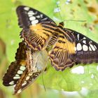 Accouplement de papillons