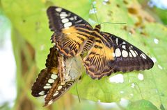 Accouplement de papillons