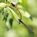 Accouplement de Pyrrhosoma nymphula